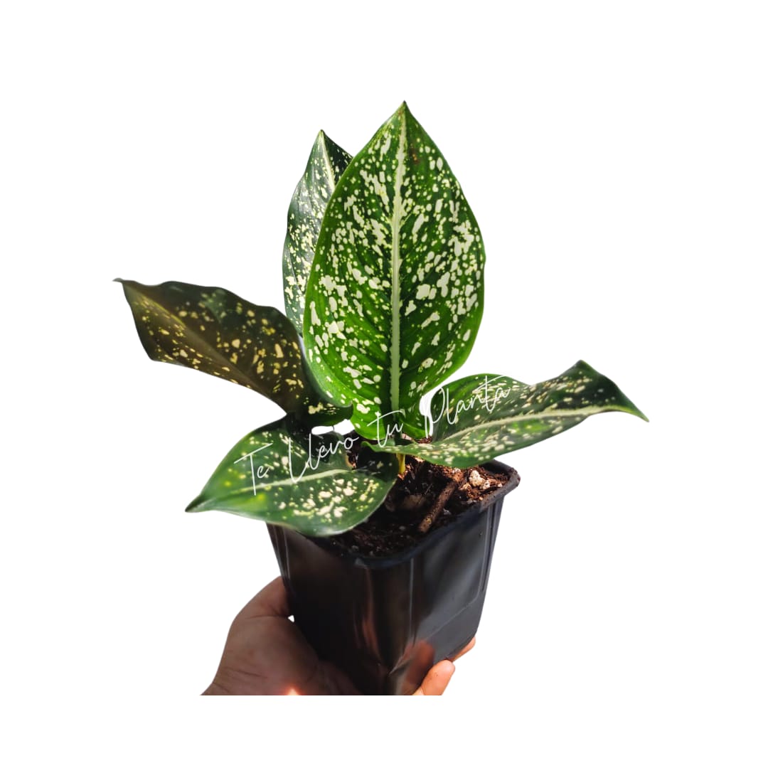 Aglaonema Costatum #5