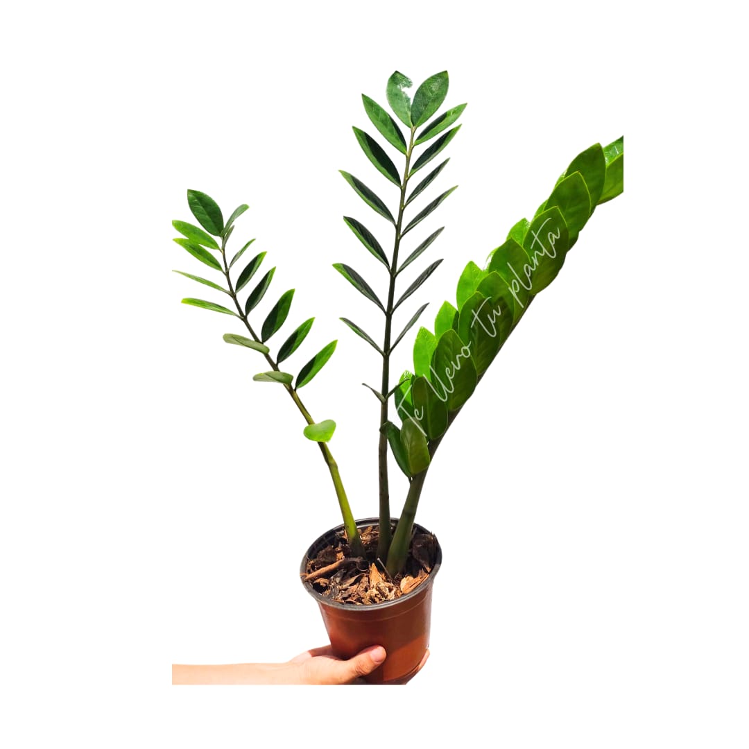 Zamioculca Zamiifolia  “7