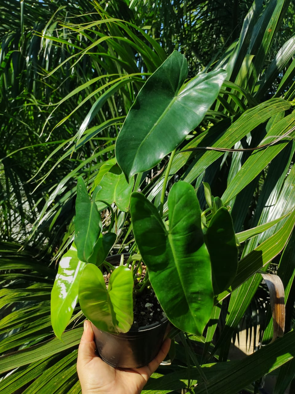 Philodendron Burle Marx maceta "6