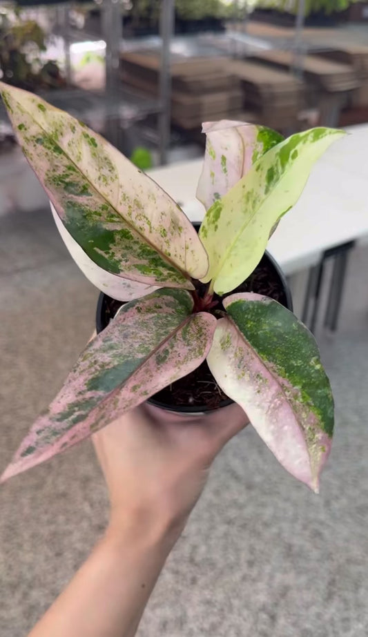 Anthurium Renaissance Pink “5