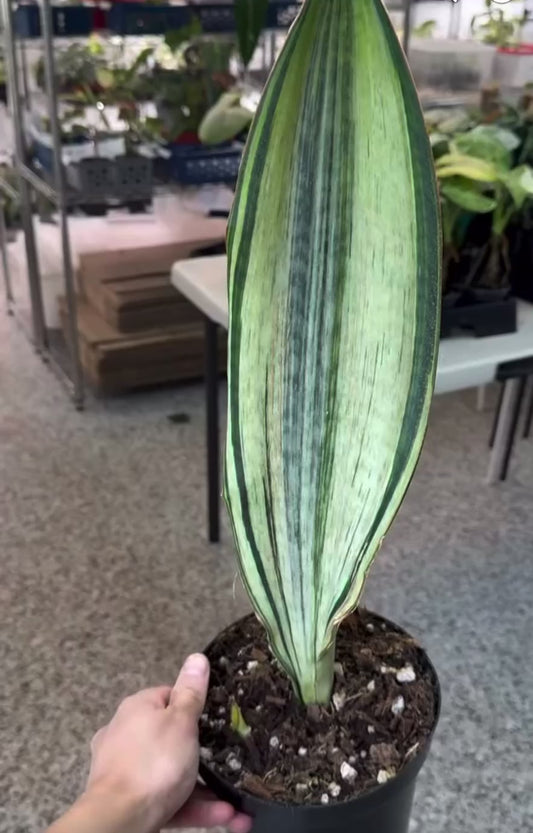 Sansevieria Whale fin Albo “5