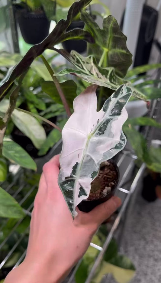 Alocasia Amazónica Albo Pink “4