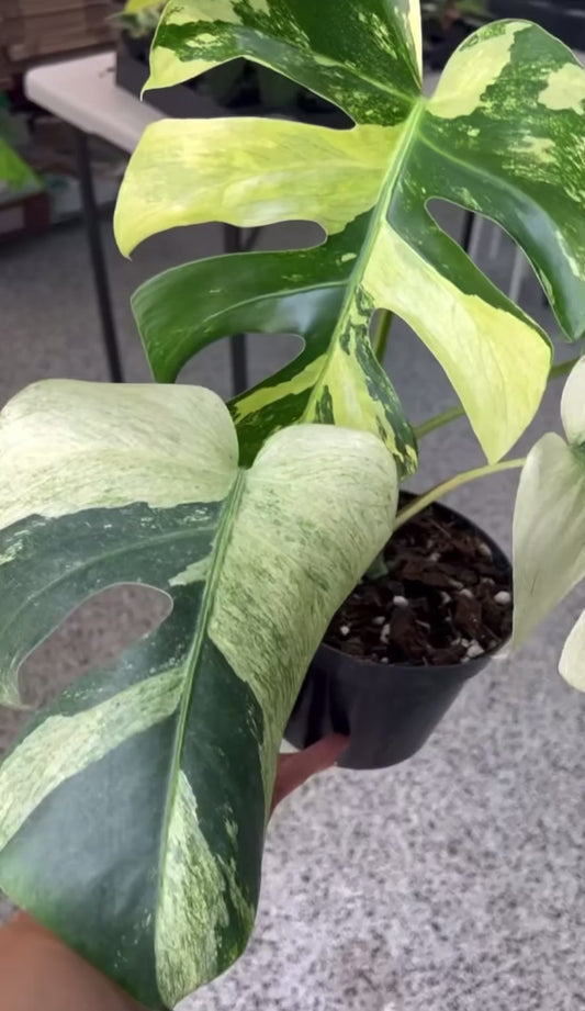 Monstera Mint Noid “6