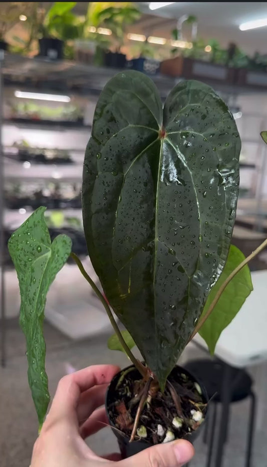 Anthurium RVDP x Papillilaminum “4