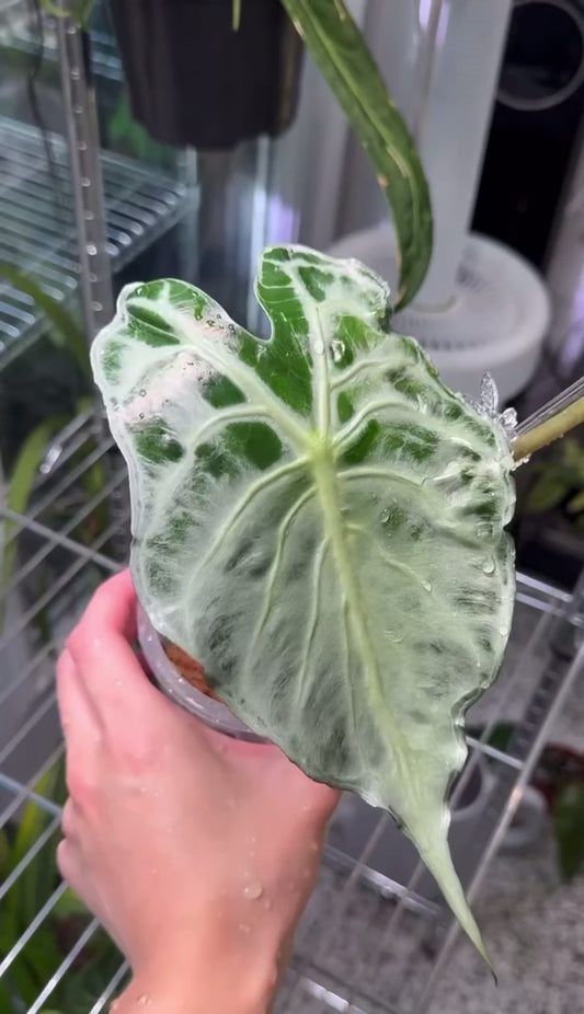 Alocasia Venom “4