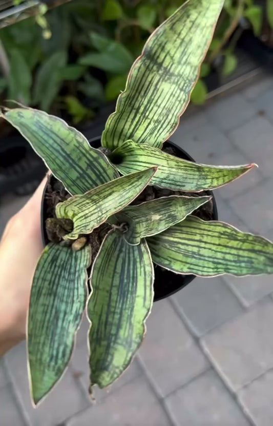 Sansevieria Cleopatra “4