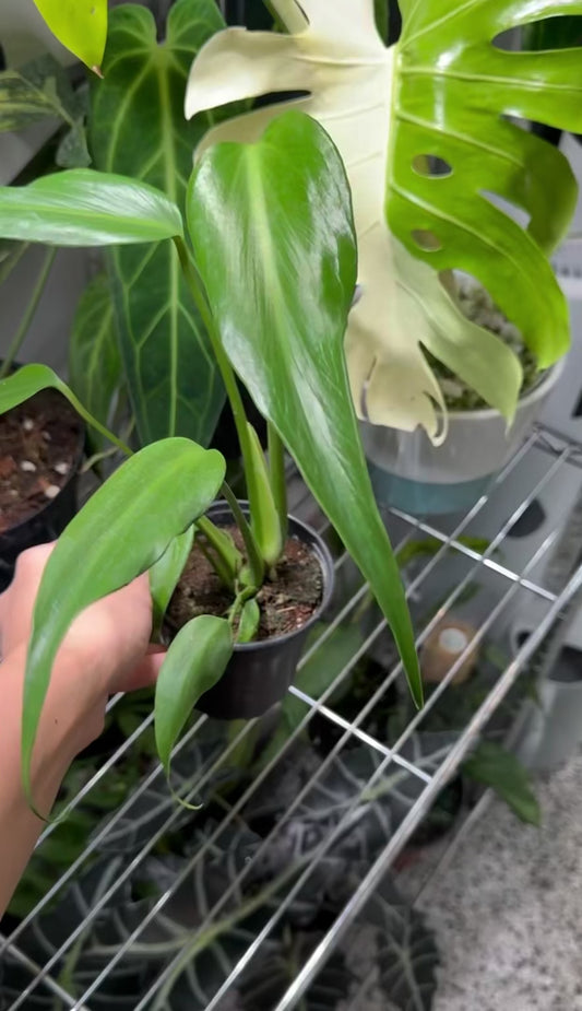 Monstera Burle Marx Flame "4