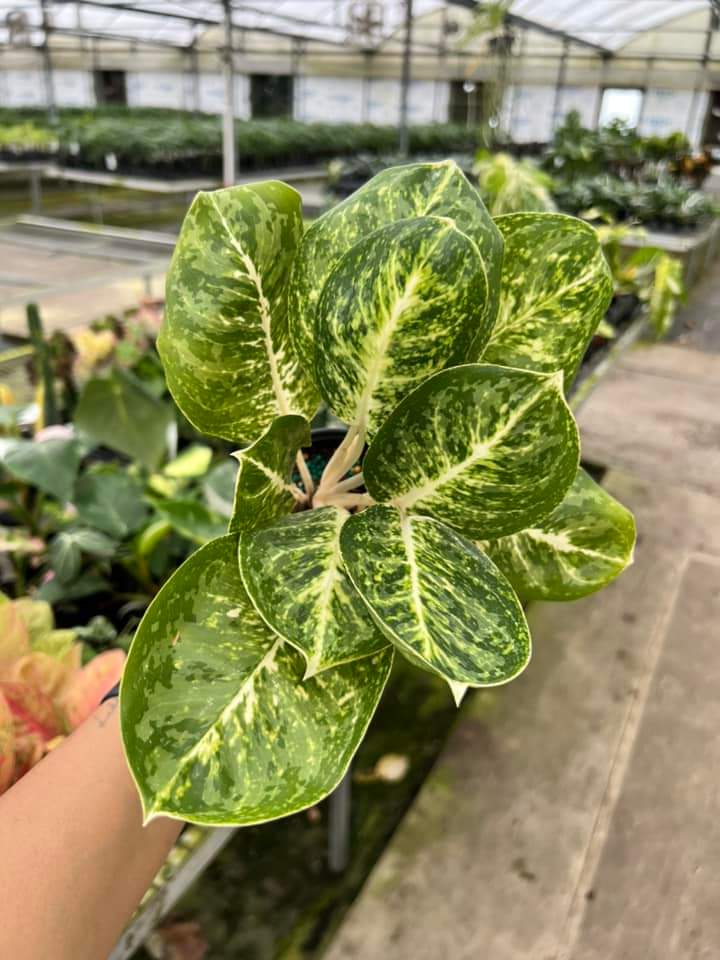 Aglaonema Green Papuma #4