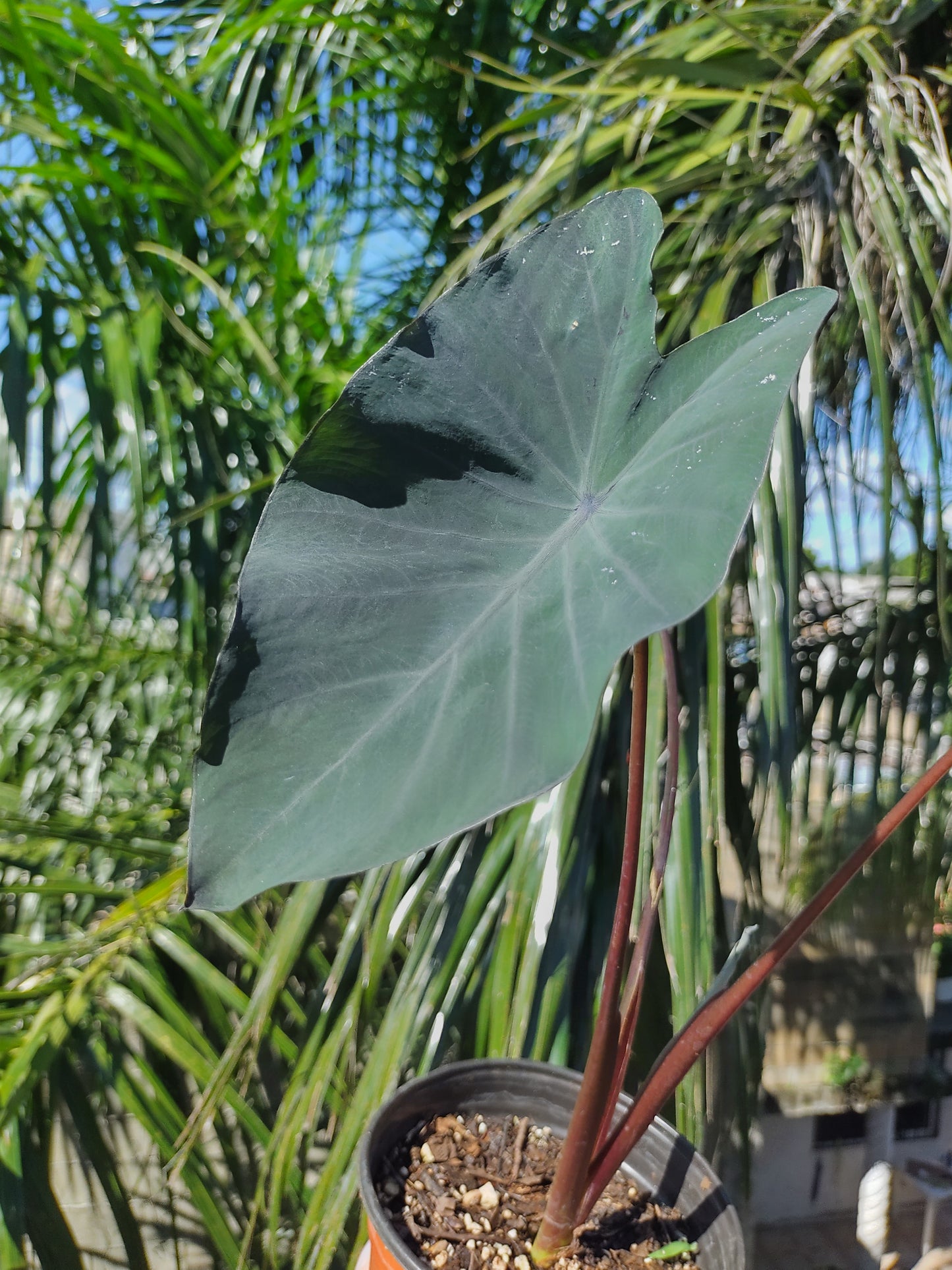 Colocasia Black Magic "6