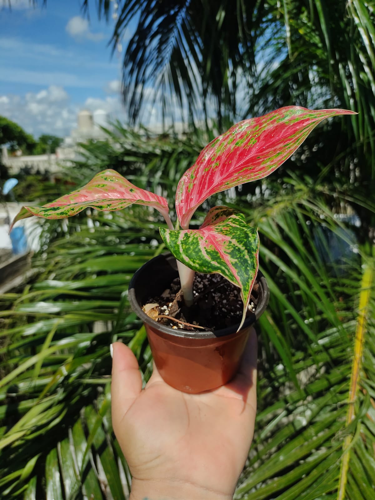 Aglaonema Mahanakorn #4