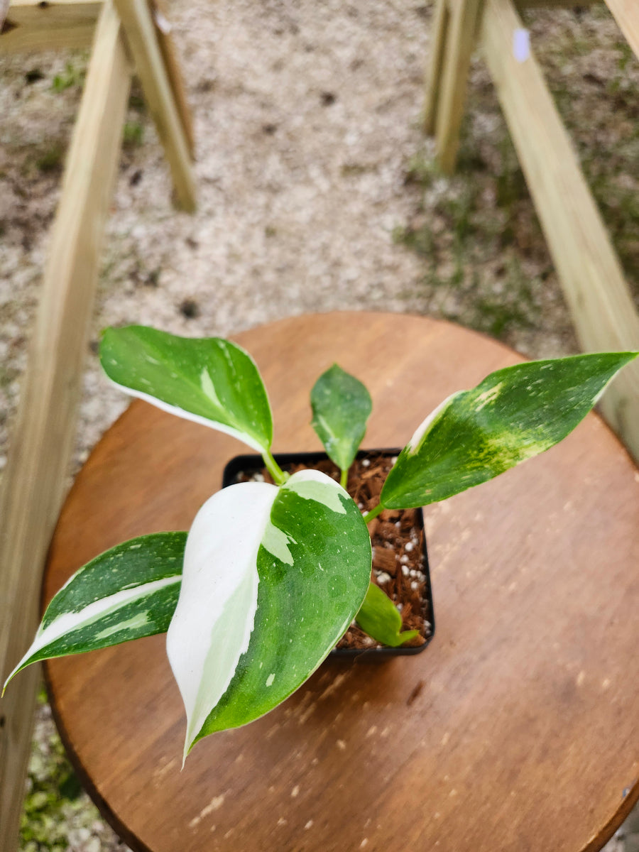 Philodendron White Princess "4