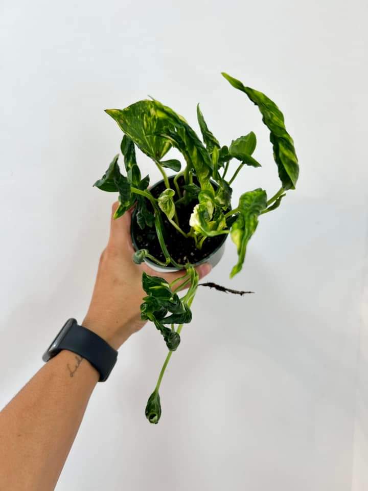 Epipremnum Aureum Shangri-La "4