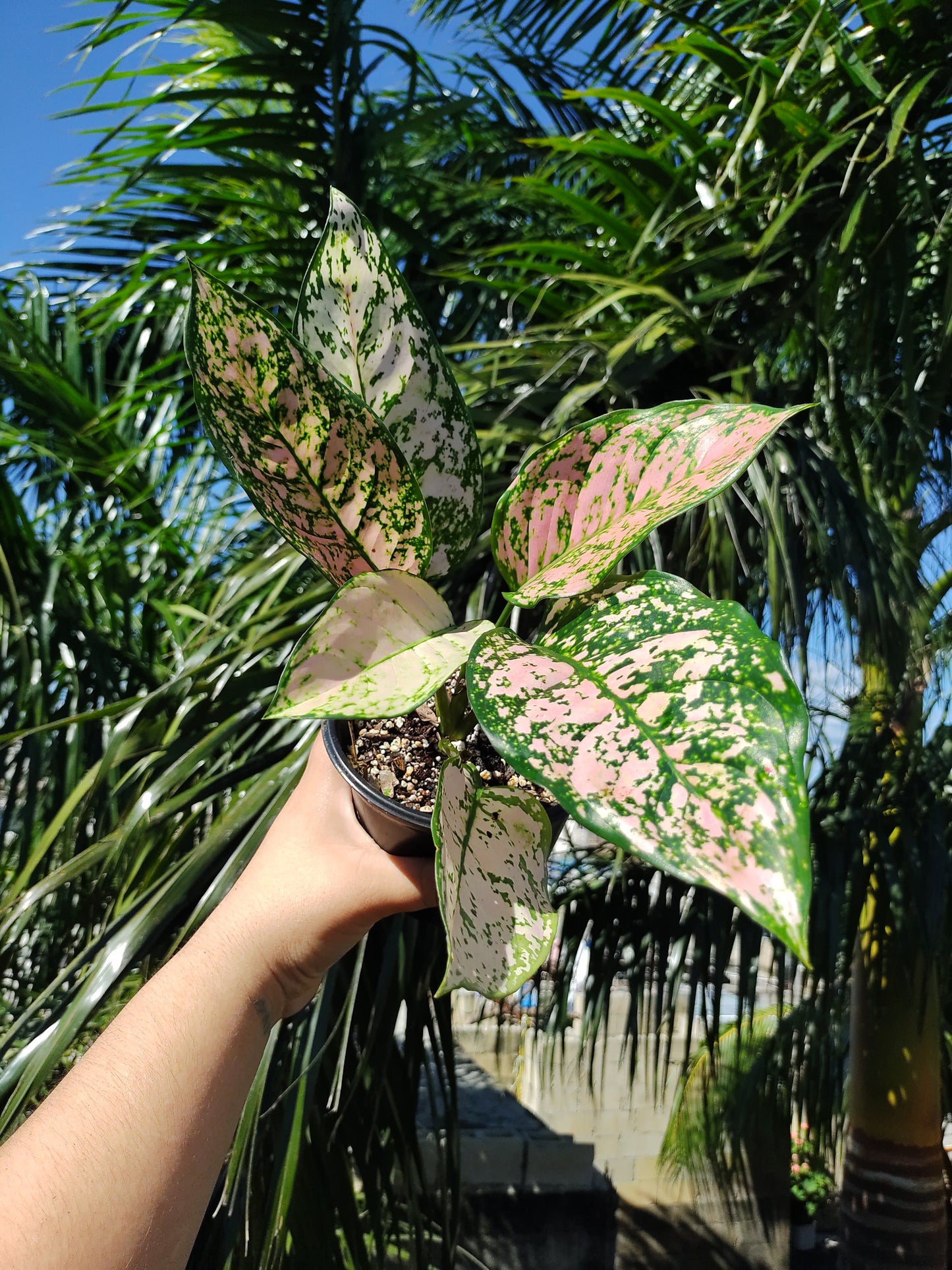 Aglaonema Etta Rose #5