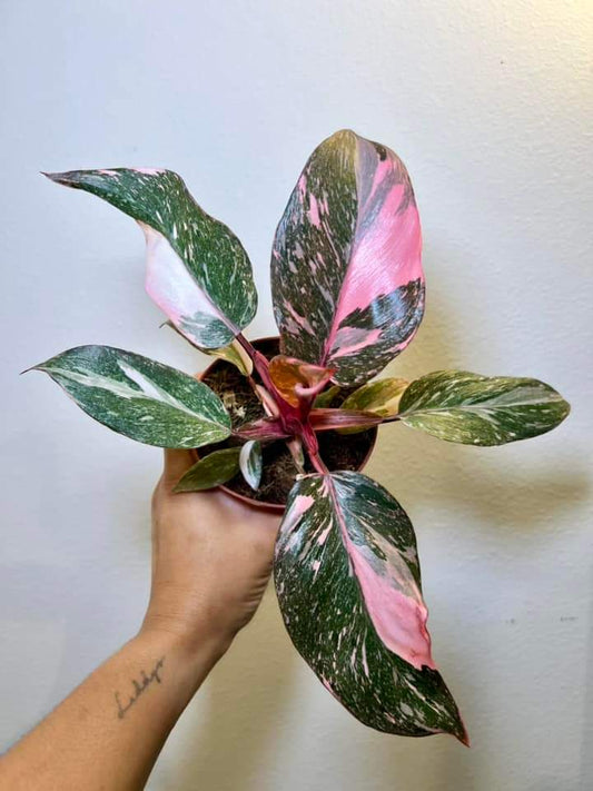 Philodendron Pink Princess Marble "5