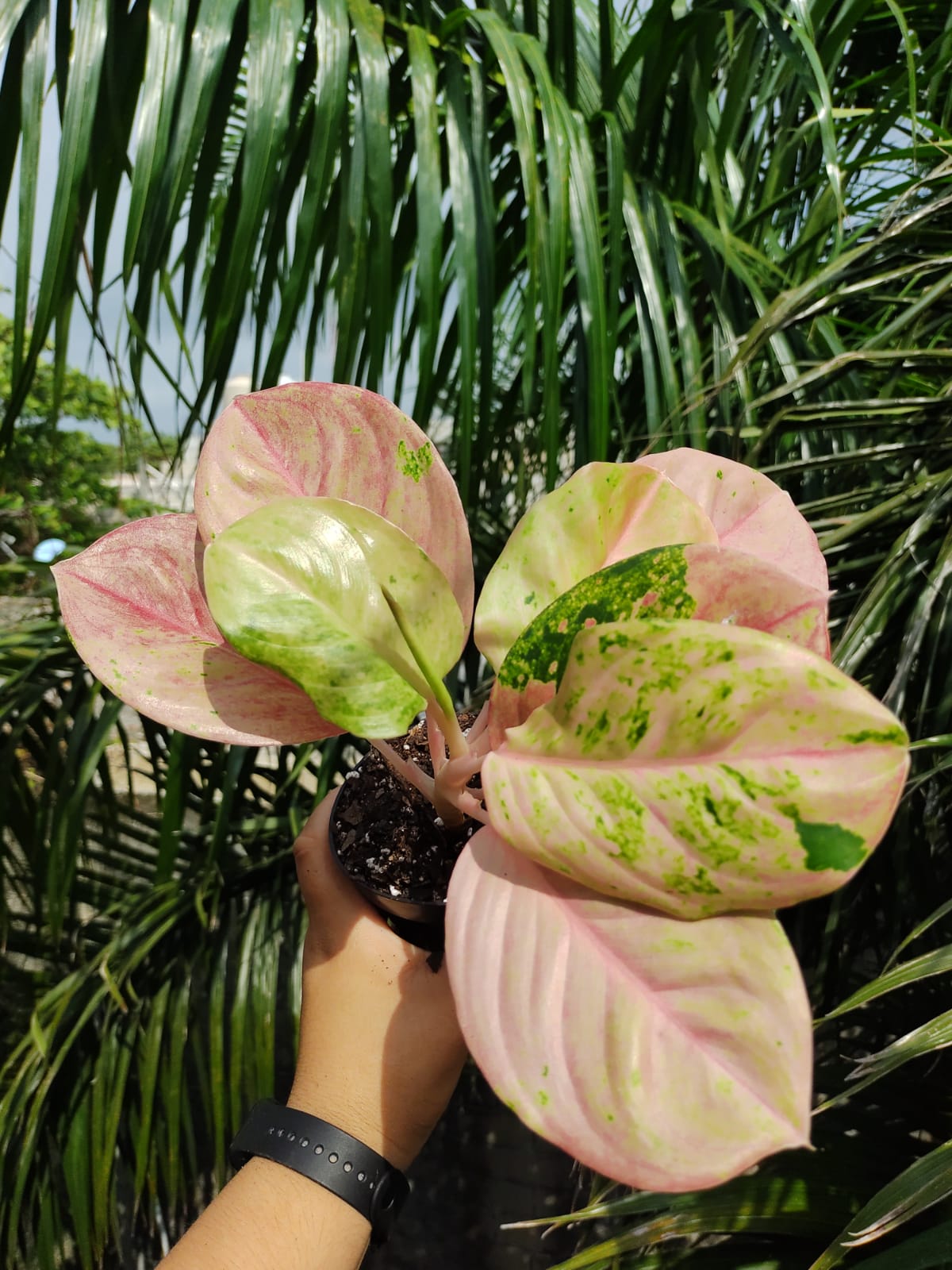 Aglaonema Rainbow "4