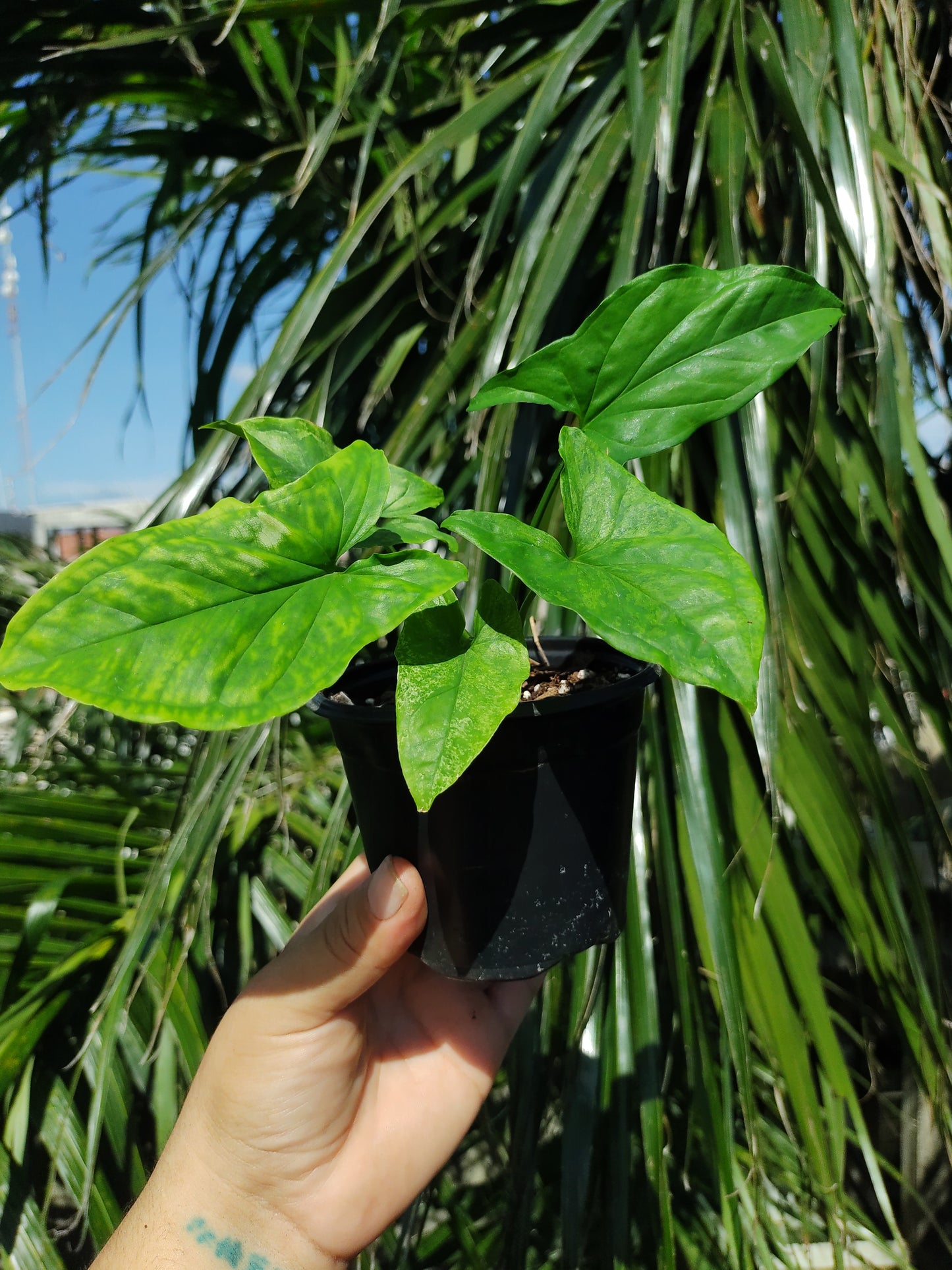 Syngonium Mojito "4 (REVERTIDO)