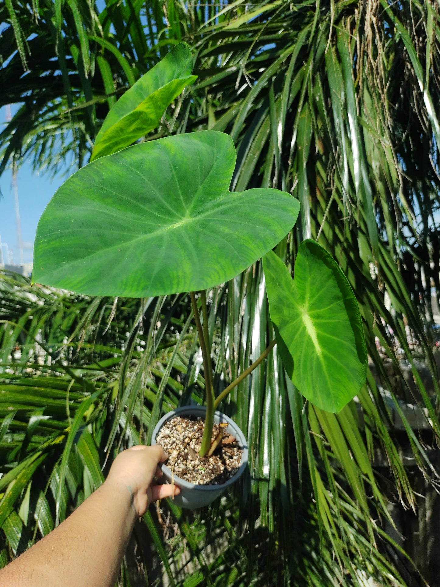 Colocasia Nancy Revange "5