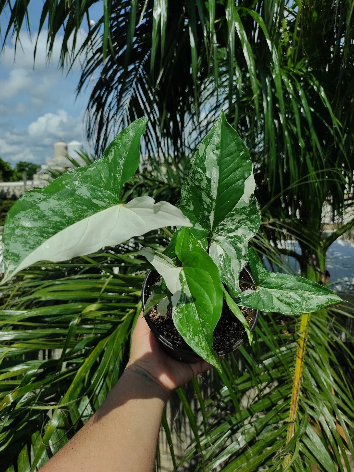 Syngonium Albo Varigada "6