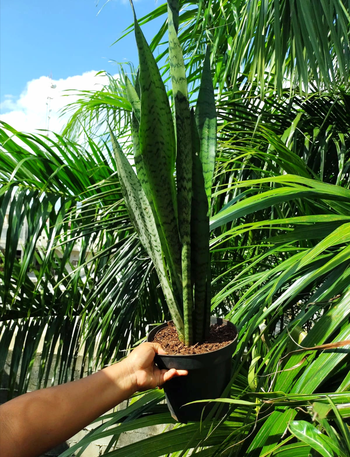 Sansevieria Trifasciata