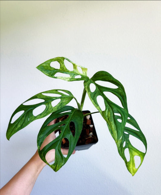 Monstera Adansonii Mint "4