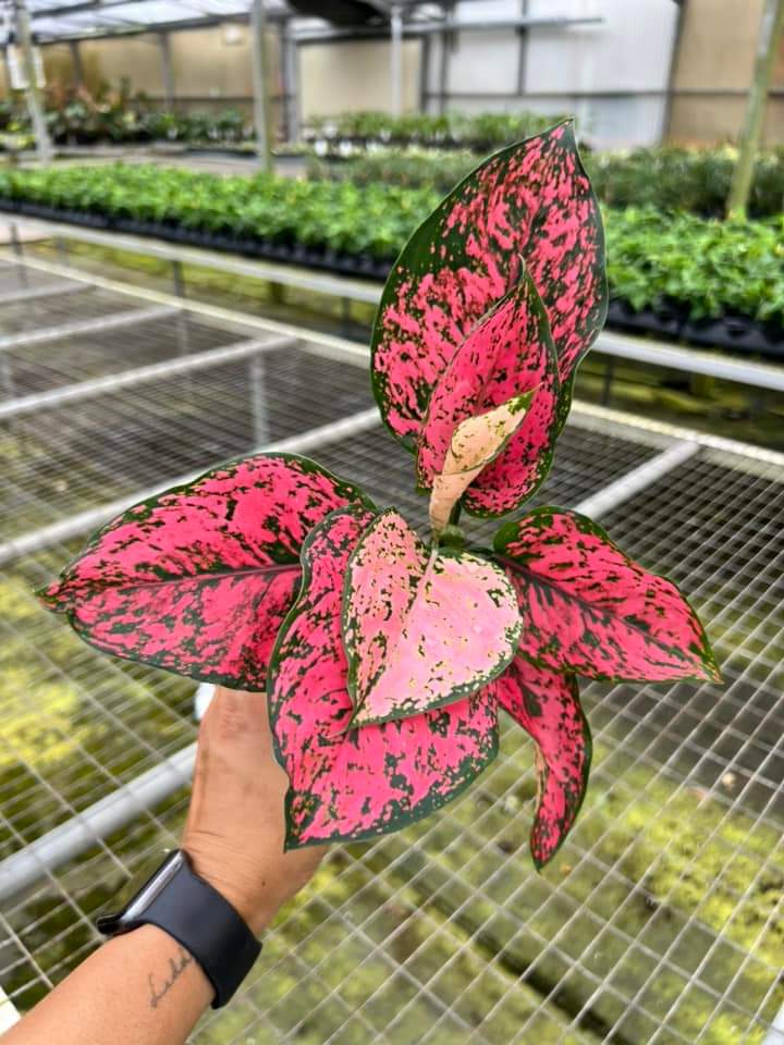 Aglaonema pink Kamkoon "4