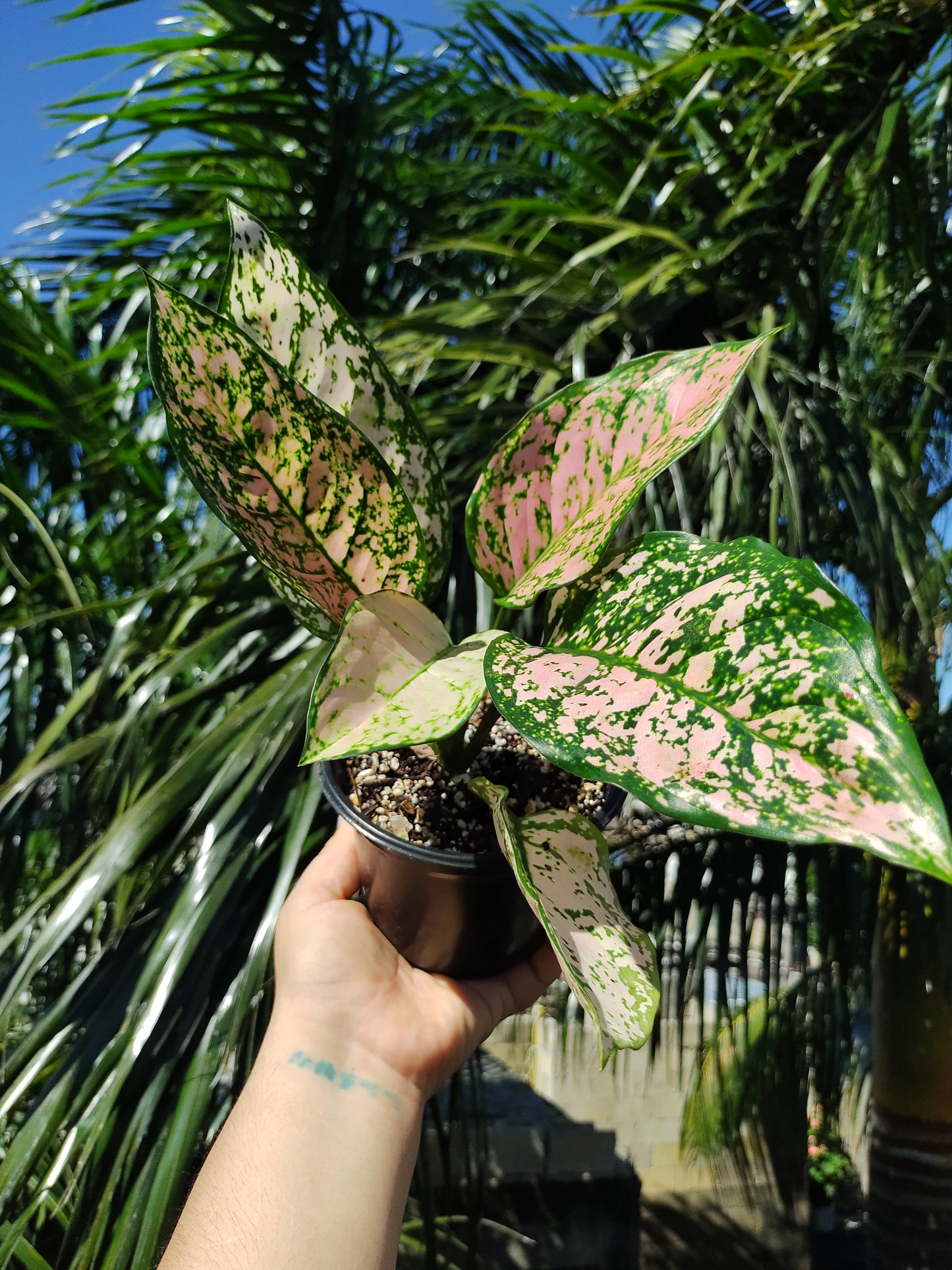 Aglaonema Etta Rose #5