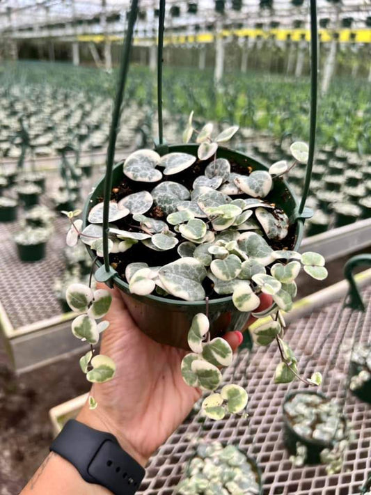 Ceropegia Woodii Variegada "6