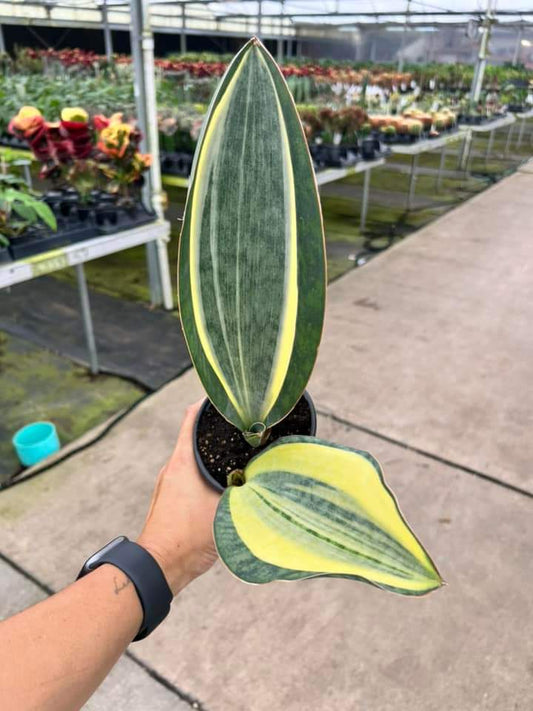 Sansevieria Whale Fin Variegada "4