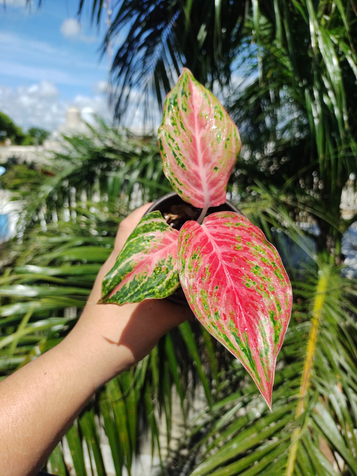 Aglaonema Mahanakorn #4