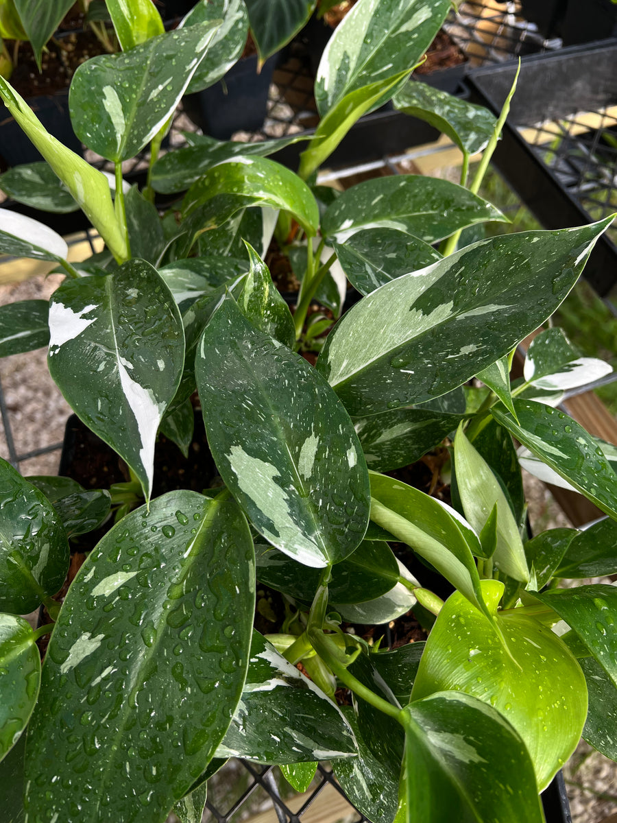 Philodendron White Wizzard "4