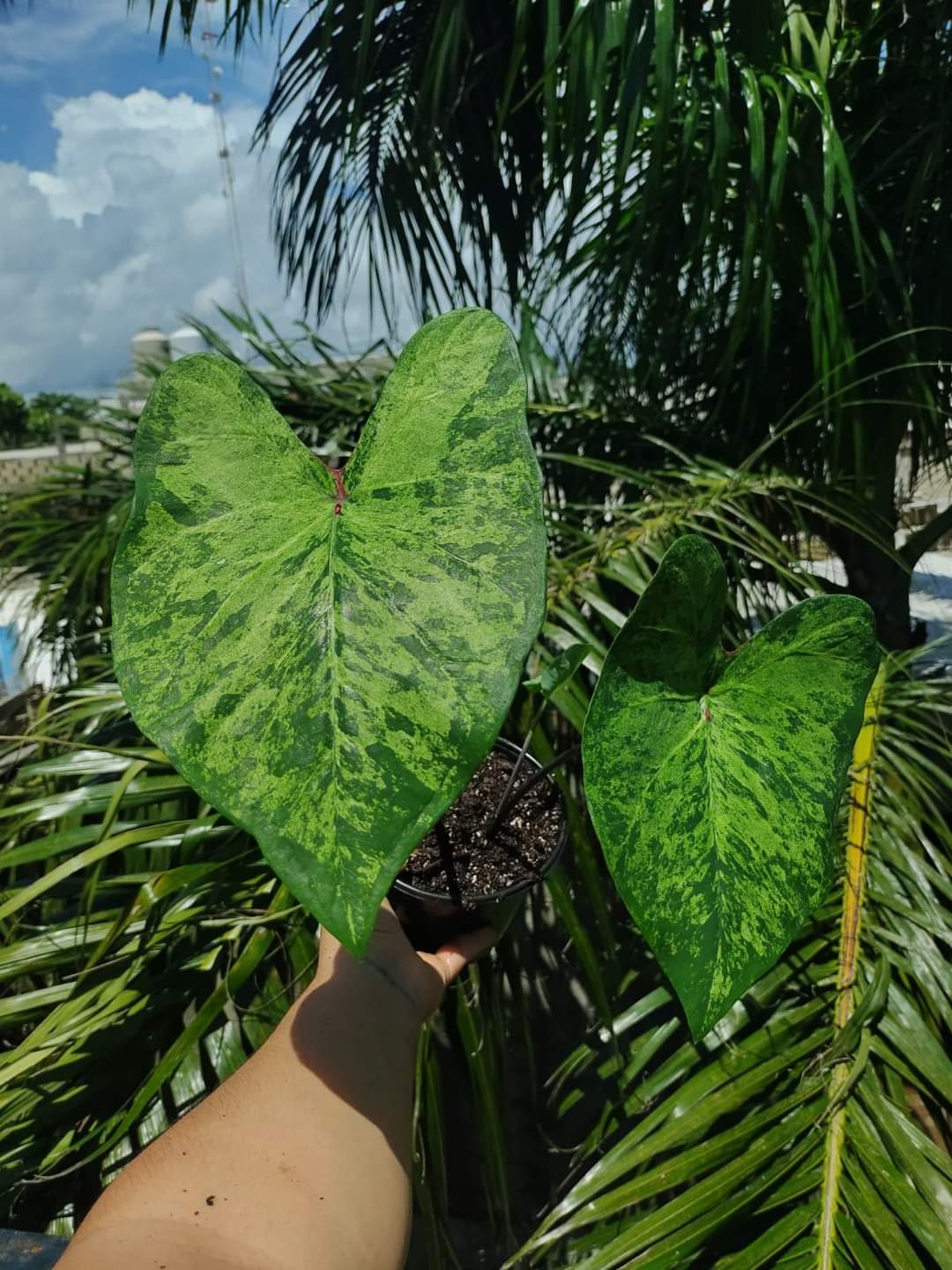 Caladium Frog in a Blender "5