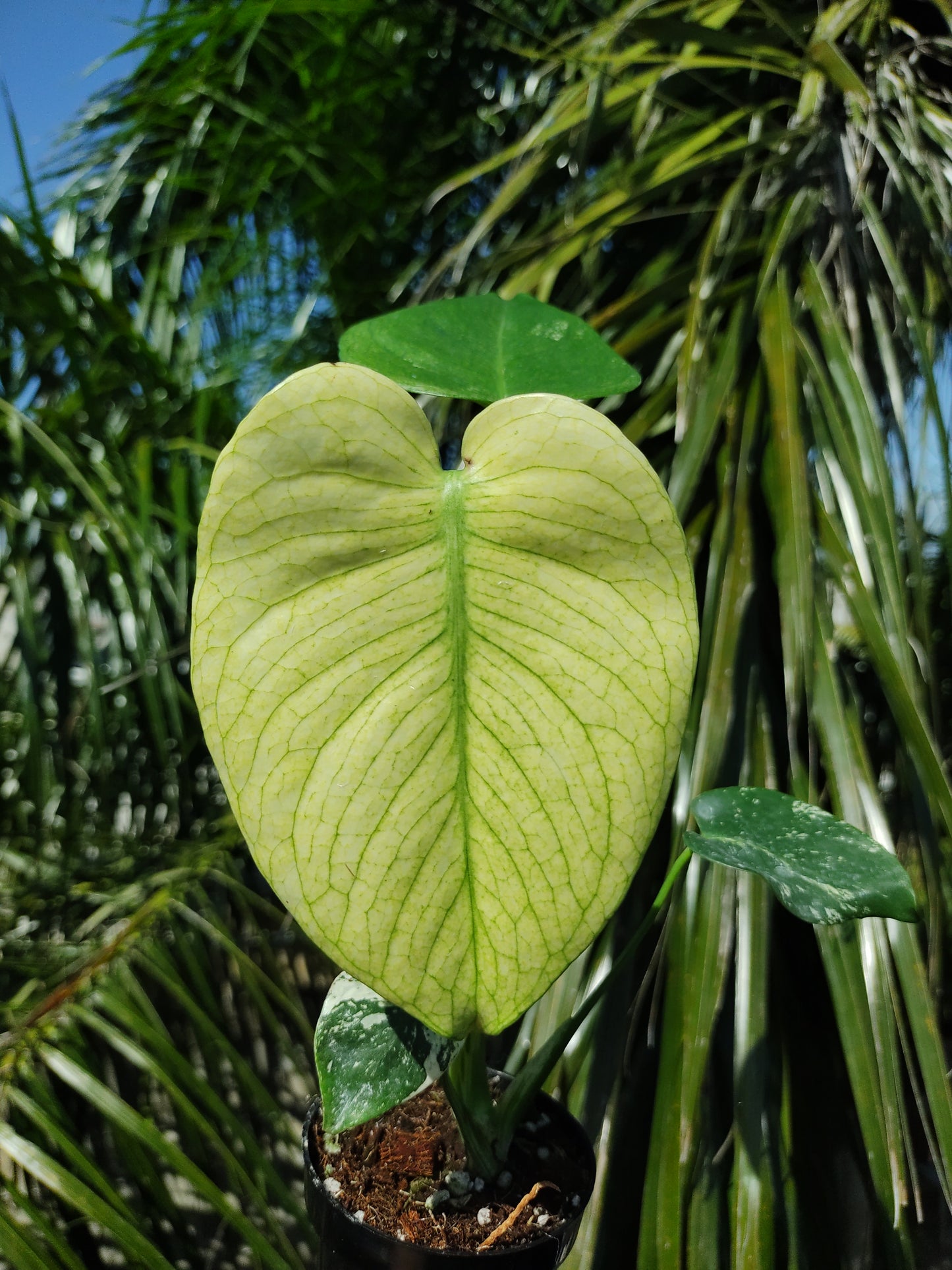 Monstera Deliciosa White Monster Mint "4