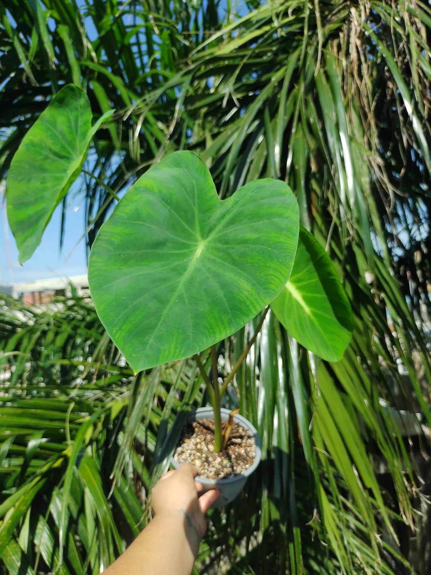 Colocasia Nancy Revange "5