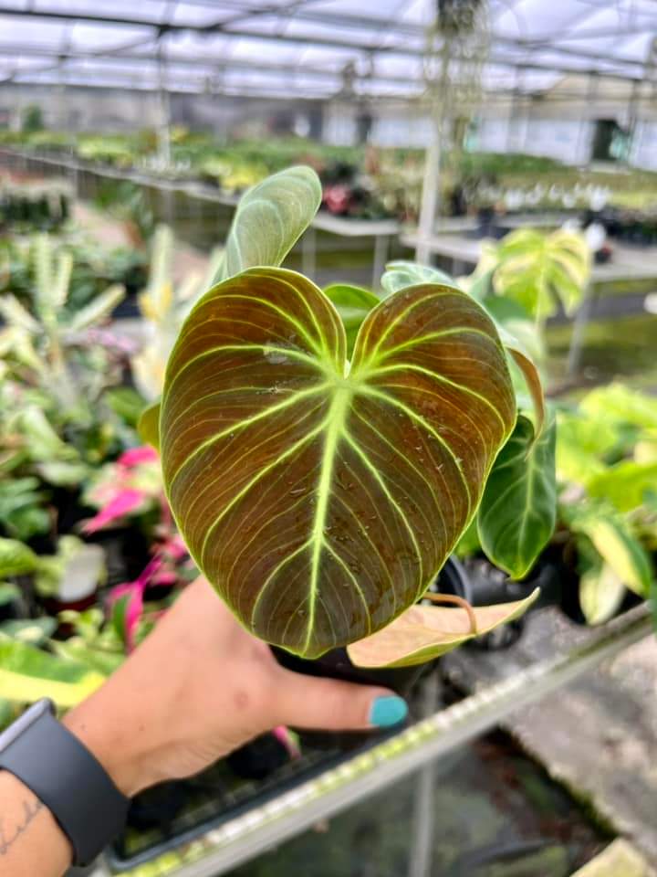 Philodendron Choco red "4