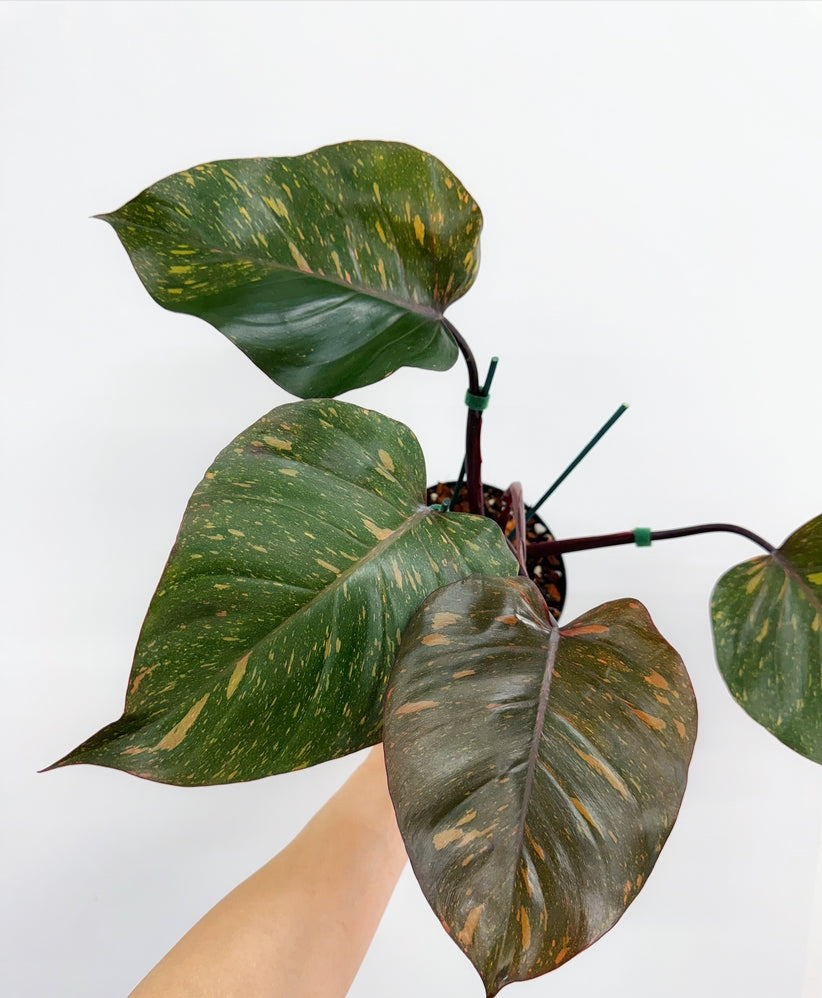Philodendron Orange Princess "6