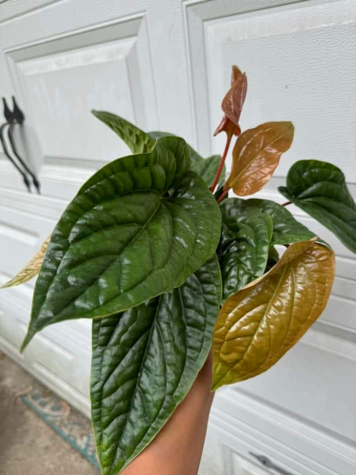 Anthurium Radicans x Luxurians "6