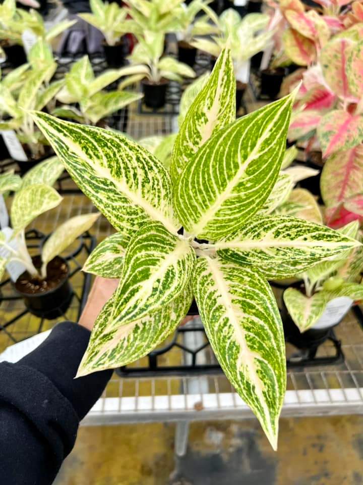 Aglaonema White Legacy "4