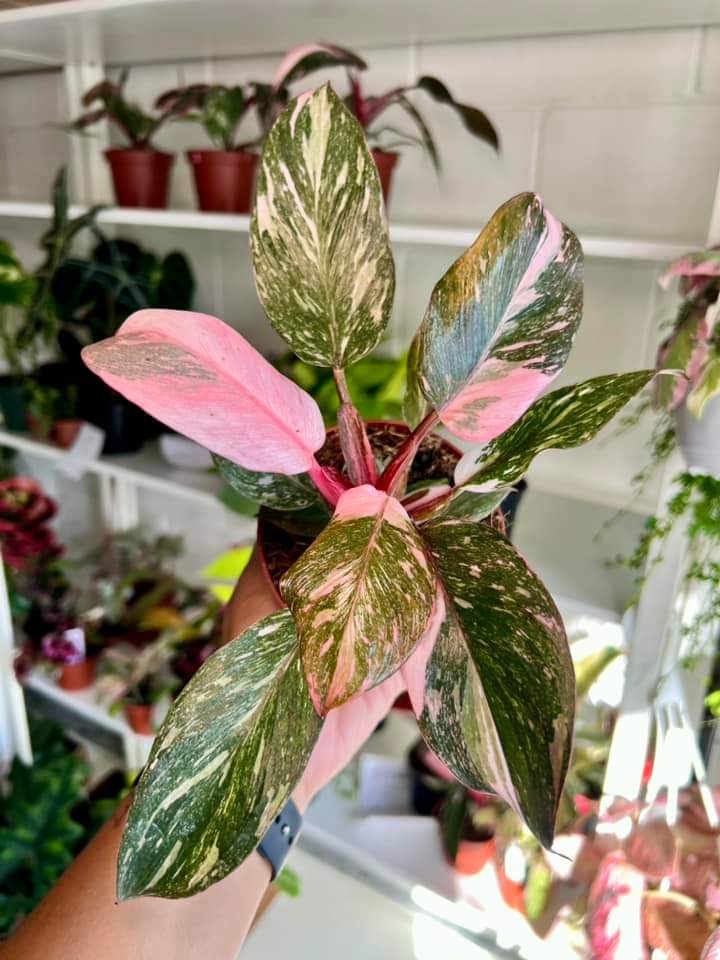 Philodendron Pink Princess Marble "5