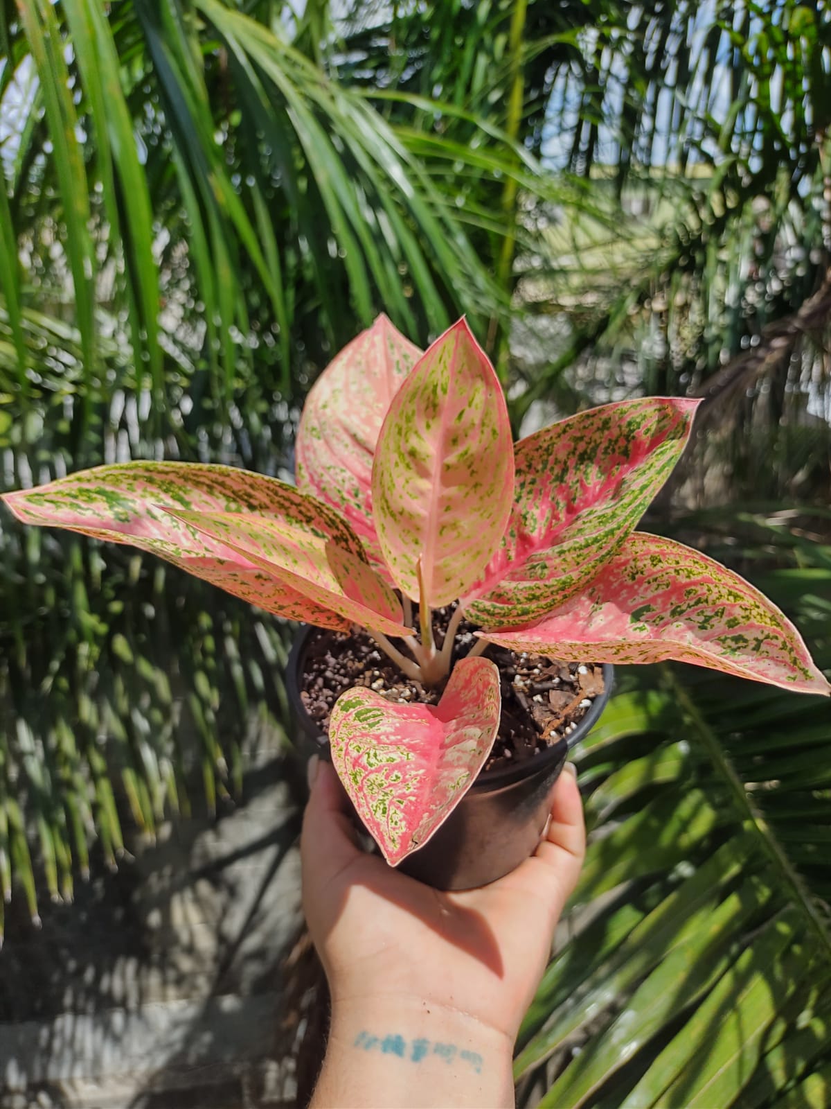 Aglaonema Red Legacy #5