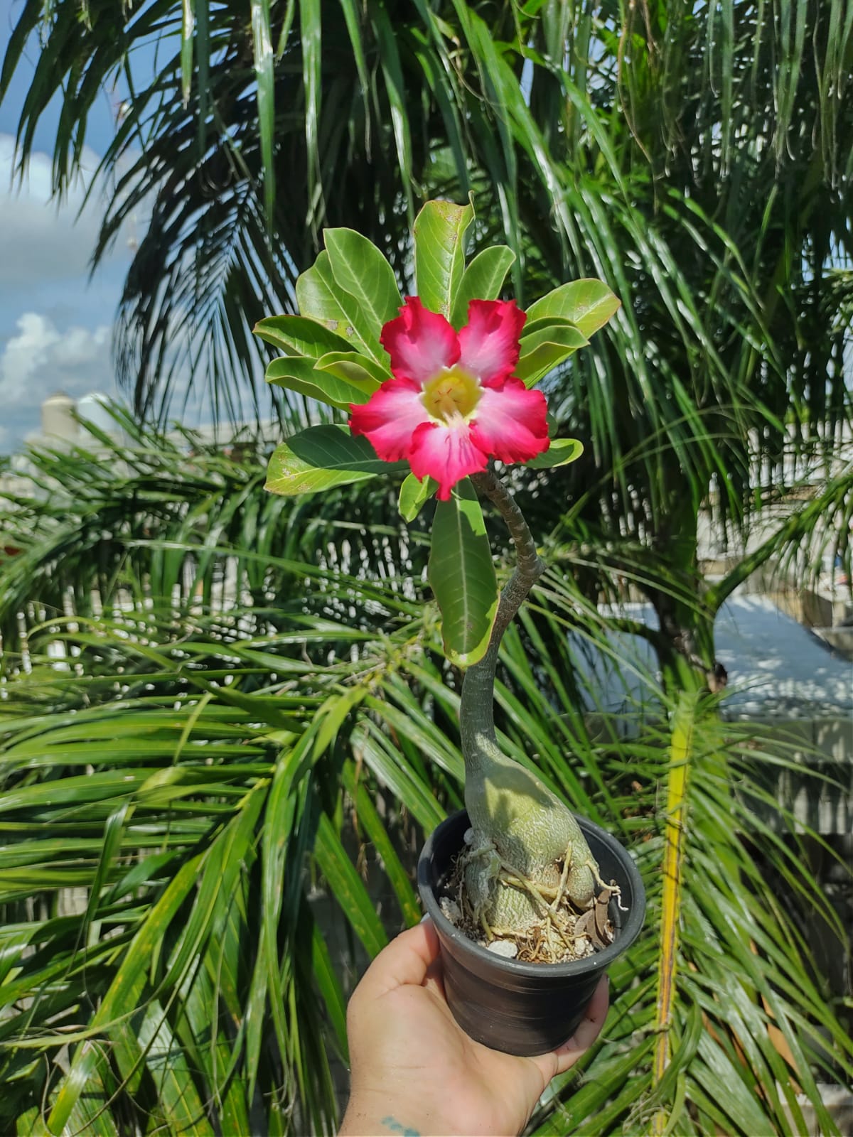 Adenium Flor fiusha y rosa