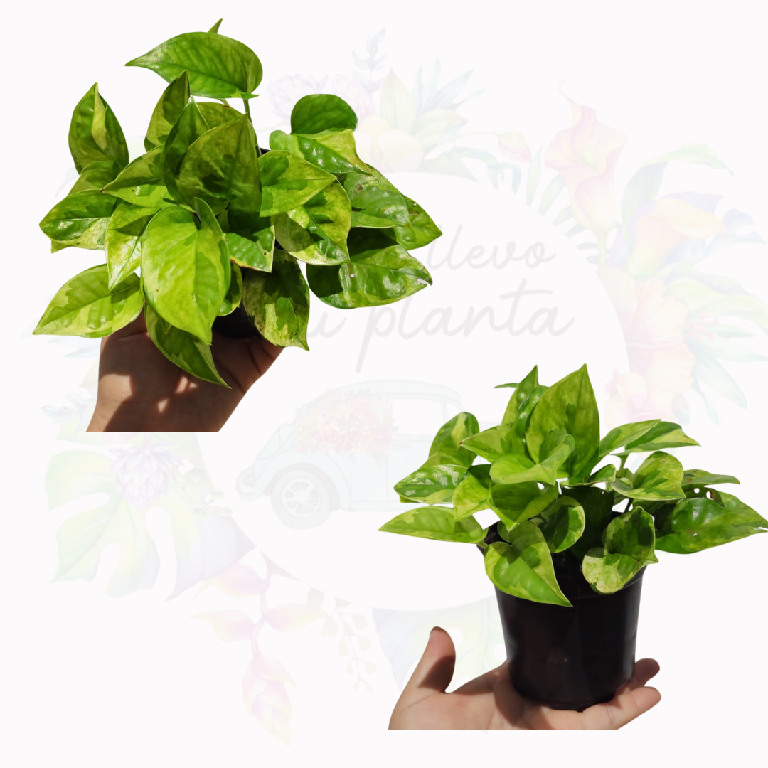 Pothos Emerald| Epipremnum Aureum Emerald "4