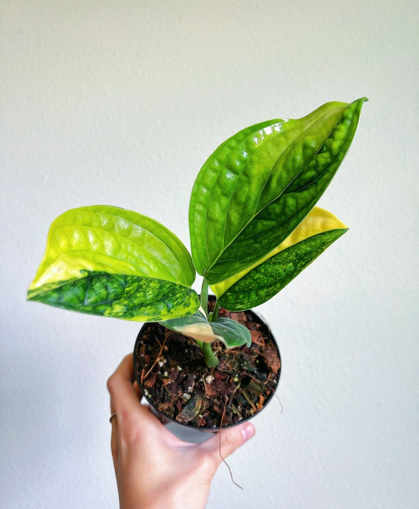 Monstera Peru Variegada "4