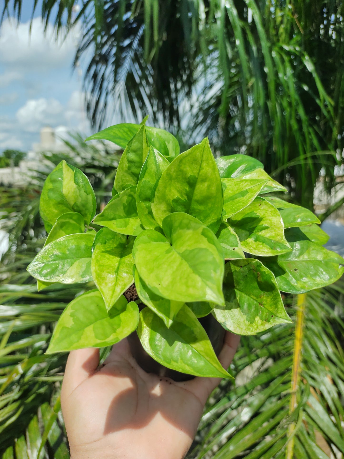 Pothos Emerald| Epipremnum Aureum Emerald "4