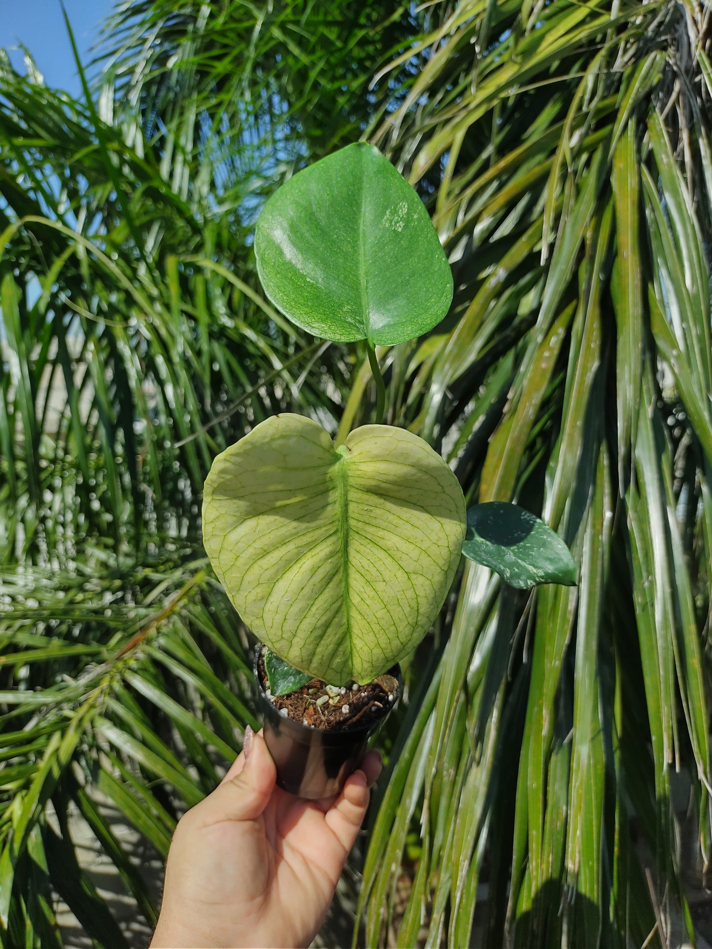 Monstera Deliciosa White Monster Mint "4