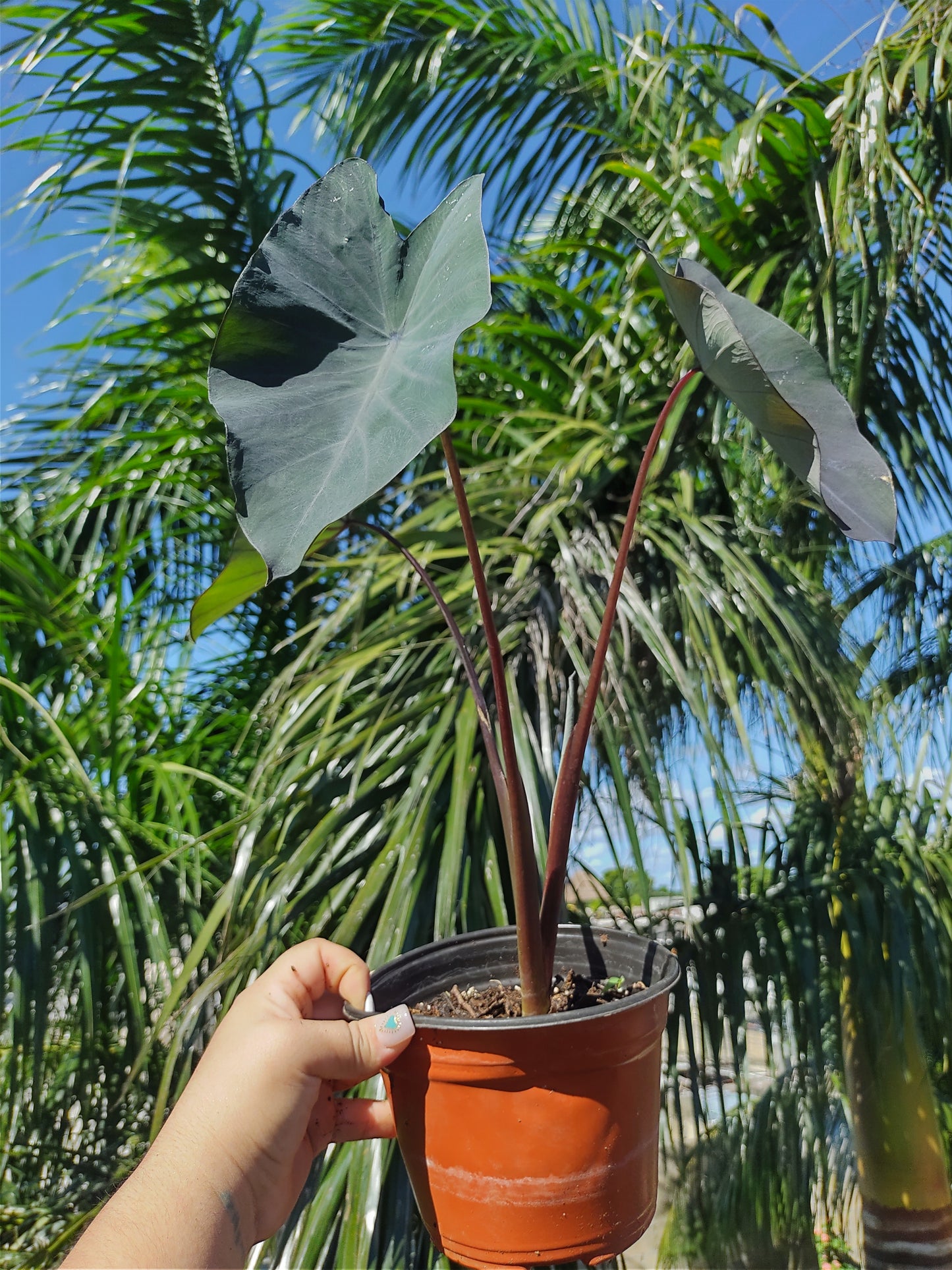 Colocasia Black Magic "6