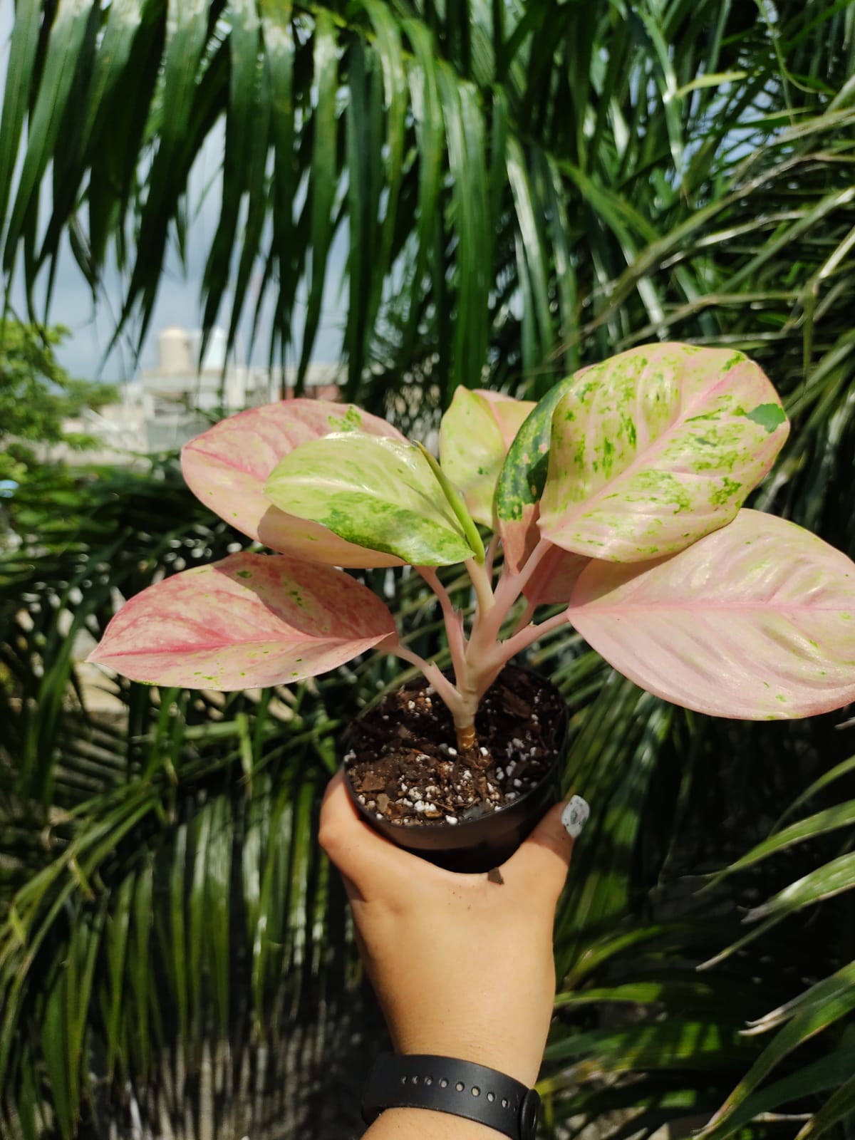 Aglaonema Rainbow "4