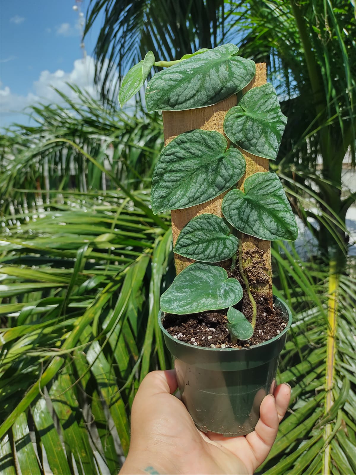 Monstera Dubia "4