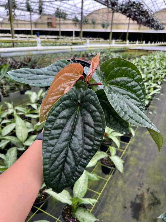 Anthurium Radicans x Luxurians "6