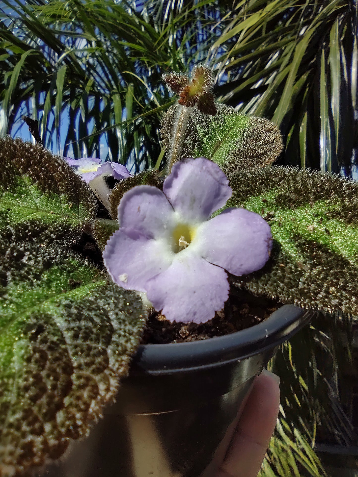 Episcia Blue Nile "4