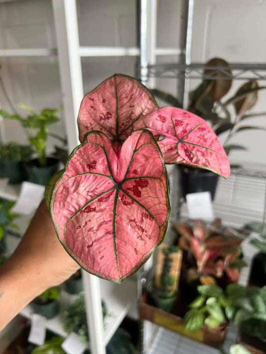 Caladium Strawberry Heart "4